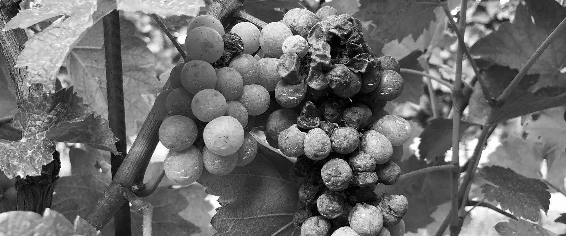 SAFEGRAPE - rilevazione di infezione da botrite nell’uva