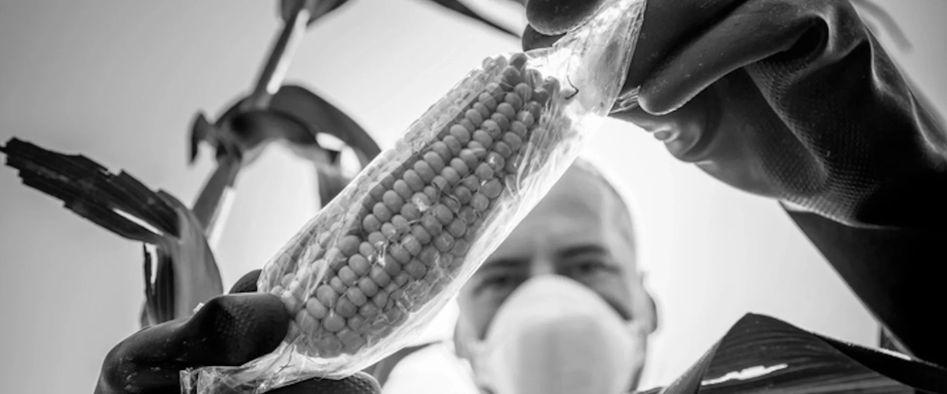 SENSOGM - sensori biotofonici per la determinazione di OGM